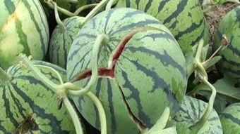 今日吃瓜51cg 爆炸瓜视频,爆炸瓜视频揭秘娱乐圈惊人内幕